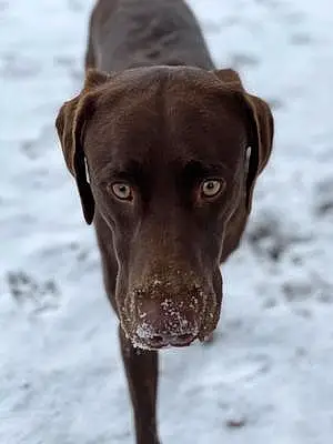 Name Labrador Retriever Dog Colt