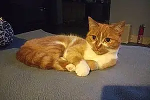 Name American Shorthair Cat Bastet