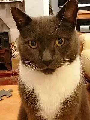 Name British Shorthair Cat Earl-grey