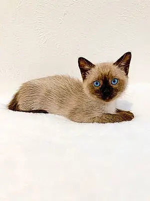 Name Siamese Cat Jenny