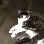 Cat, Carnivore, Comfort, Felidae, Grey, Whiskers, Window, Small To Medium-sized Cats, Tail, Snout, Paw, Furry friends, Domestic Short-haired Cat, Sitting, Couch, Claw, Black & White, Wood, Black cats, Foot