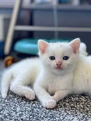 Name British Shorthair Cat Frankie
