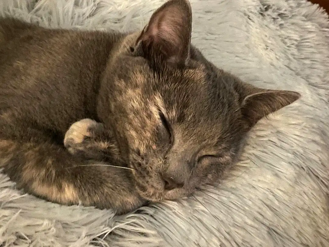 Cat, Comfort, Carnivore, Felidae, Grey, Whiskers, Small To Medium-sized Cats, Snout, Terrestrial Animal, Domestic Short-haired Cat, Furry friends, Claw, Paw, Nap, Sleep