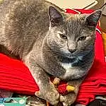 Cat, Felidae, Carnivore, Grey, Small To Medium-sized Cats, Whiskers, Cat Supply, Snout, Domestic Short-haired Cat, Furry friends, Russian blue, Tail, Chartreux, Cat Furniture