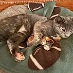 Cat, Comfort, Carnivore, Felidae, Small To Medium-sized Cats, Whiskers, Cat Supply, Pet Supply, Tail, Domestic Short-haired Cat, Cat Toy, Furry friends, Paw, Cat Bed, Russian blue, Claw, Nap, Chartreux