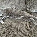 Cat, Road Surface, Grey, Carnivore, Asphalt, Whiskers, Felidae, Tail, Small To Medium-sized Cats, Furry friends, Human Leg, Domestic Short-haired Cat, Art, Paw, Grass, Wood, Claw, Shadow