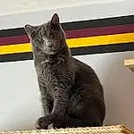 Cat, Eyes, Felidae, Carnivore, Grey, Whiskers, Small To Medium-sized Cats, Tail, Window, Domestic Short-haired Cat, Furry friends, Russian blue, Terrestrial Animal, Paw, Rectangle, Wood, Room, Claw, Art