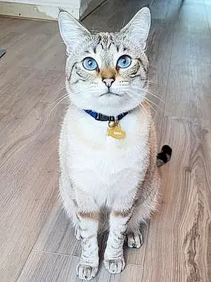 Siamese Cat Haru