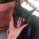 Plant, Fang, Dog breed, Carnivore, Jaw, Dog, Gesture, Fawn, Yawn, Felidae, Tooth, Whiskers, Snout, Small To Medium-sized Cats, Roar, Canidae, Grass, Foot, Carmine