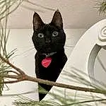 Cat, Window, Plant, Felidae, Carnivore, Bombay, Small To Medium-sized Cats, Whiskers, Grass, Tree, Twig, Tail, Snout, Event, Black cats, Domestic Short-haired Cat, Door, Wood, Furry friends