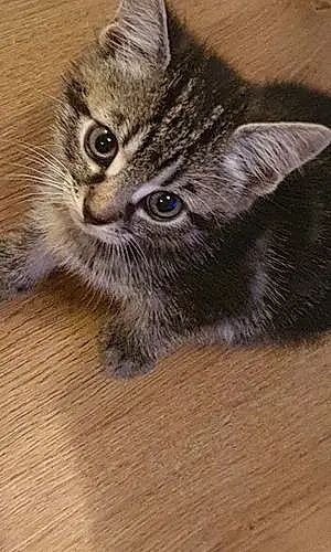 Name Cat Cisco