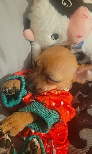 Name Chihuahua Dog Bacardi