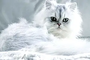 Name Persian Cat Jace