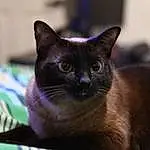 Cat, Felidae, Carnivore, Iris, Small To Medium-sized Cats, Whiskers, Snout, Domestic Short-haired Cat, Furry friends, Siamese