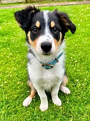 Name Border Collie Dog Floss