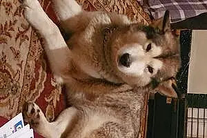 Name Alaskan Malamute Dog Kayla