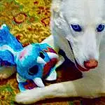 Dog, Toy, Textile, Carnivore, Dog Supply, Dog breed, Fawn, Companion dog, Whiskers, Working Animal, Snout, Furry friends, Electric Blue, Pet Supply, Dog Clothes, Tail, Stuffed Toy, Toy Dog, Paw
