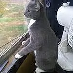 Cat, Russian blue, Korat, Chartreux, British Shorthair, Domestic short-haired cat, Whiskers, Furry friends, Snout, Kitten, Window, Tail