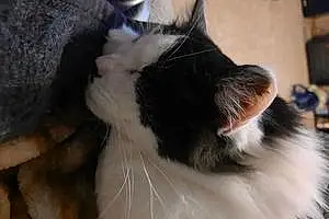 Name Oriental Longhair Cat Missy