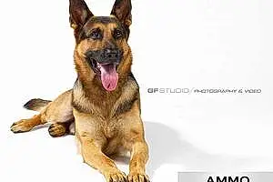 Name Dog Ammo