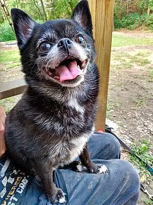 Name Pomeranian Dog Gizzy