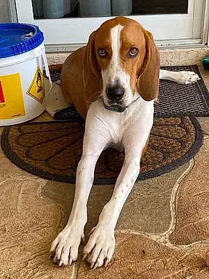 Name American Foxhound Dog Dolce