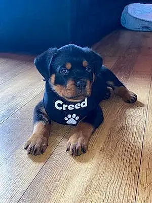 Name Rottweiler Dog Creed