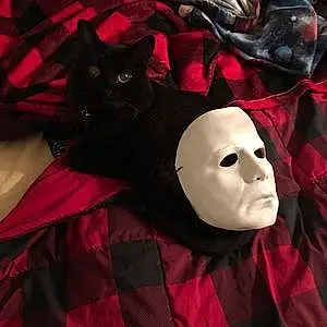 Halloween Cat Rodney