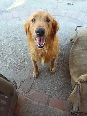 Name Golden Retriever Dog Gidget