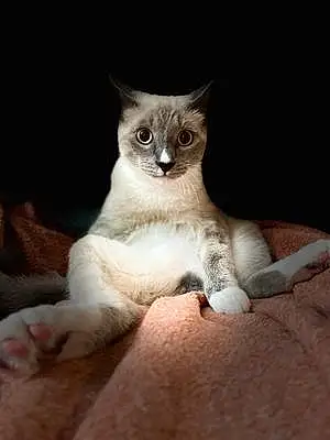 Name Siamese Cat Jagger
