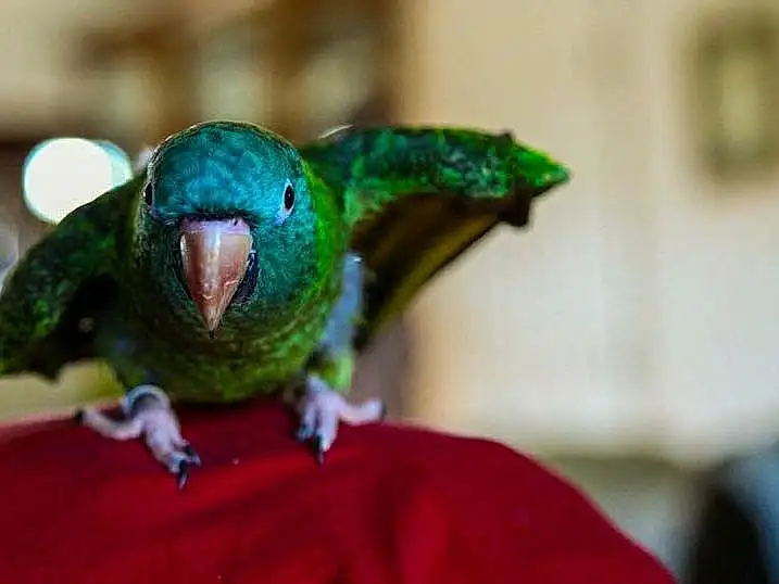 Bird, Green, Beak, Parakeet, Parrot, Eyes, Budgie, Macaw, Wing