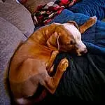 Dog, Comfort, Dog breed, Carnivore, Fawn, Companion dog, Working Animal, Linens, Canidae, Pillow, Couch, Non-sporting Group, Liver