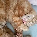 Cat, Eyes, Carnivore, Felidae, Small To Medium-sized Cats, Whiskers, Fawn, Comfort, Tail, Snout, Paw, Domestic Short-haired Cat, Furry friends, Claw, Nap, Nail, Wrinkle, Sleep