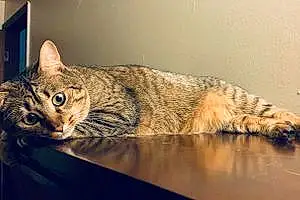 Name American Shorthair Cat Dempsey
