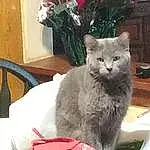 Cat, White, Felidae, Carnivore, Plant, Grey, Small To Medium-sized Cats, Whiskers, Comfort, Snout, Furry friends, Domestic Short-haired Cat, Rose, Tail, Sitting, Carmine, Terrestrial Animal, Russian blue, Paw, Flower