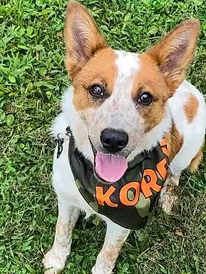 Name Dog Korra