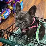 Dog, Dog breed, Carnivore, Companion dog, Fawn, Toy Dog, Snout, Working Animal, Dog Supply, Pet Supply, Canidae, Collar, Shelf, Publication, Pug, Terrestrial Animal, Furry friends, Non-sporting Group