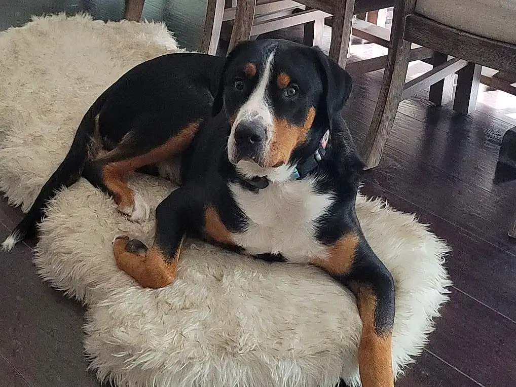 Dog, Chair, Dog breed, Carnivore, Companion dog, Snout, Canidae, Furry friends, Wood, Hardwood, Bernese Mountain Dog, Working Dog, Working Animal, Terrestrial Animal