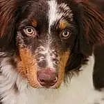Dog, Carnivore, Dog breed, Ear, Companion dog, Whiskers, Liver, Snout, Furry friends, Herding Dog, Border Collie, Australian Collie, Spaniel, Pont-audemer Spaniel, Working Dog, Bernese Mountain Dog, Canidae, Claw, Paw