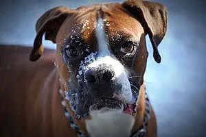 Name Boxer Dog Cassius