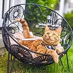 Cat, Furniture, Plant, Comfort, Felidae, Wood, Outdoor Furniture, Carnivore, Chair, Sunlight, Grass, Small To Medium-sized Cats, Wheelbarrow, Fawn, Morning, Leisure, Whiskers, Basket, Wheel, Lawn