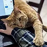 Cat, Hand, Computer, Personal Computer, Comfort, Felidae, Carnivore, Textile, Laptop, Computer Keyboard, Tartan, Gesture, Small To Medium-sized Cats, Whiskers, Fawn, Touchpad, Input Device, Netbook, Plaid, Furry friends