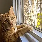 Window, Cat, Eyes, Felidae, Carnivore, Wood, Small To Medium-sized Cats, Whiskers, Plant, Fawn, Tree, Snout, Door, Tints And Shades, Tail, Twig, Furry friends, Domestic Short-haired Cat, Sitting, Window Treatment