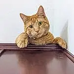 Cat, Eyes, Window, Felidae, Carnivore, Wood, Small To Medium-sized Cats, Whiskers, Fawn, Rectangle, Table, Tail, Box, Domestic Short-haired Cat, Furry friends, Comfort, Sitting, Hardwood, Paw, Cardboard