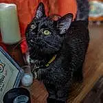 Cat, Felidae, Carnivore, Grey, Drinkware, Small To Medium-sized Cats, Bombay, Whiskers, Cup, Snout, Tableware, Household Supply, Black cats, Domestic Short-haired Cat, Beverage Can, Furry friends, Table, Tin Can, Paper Towel, Wood