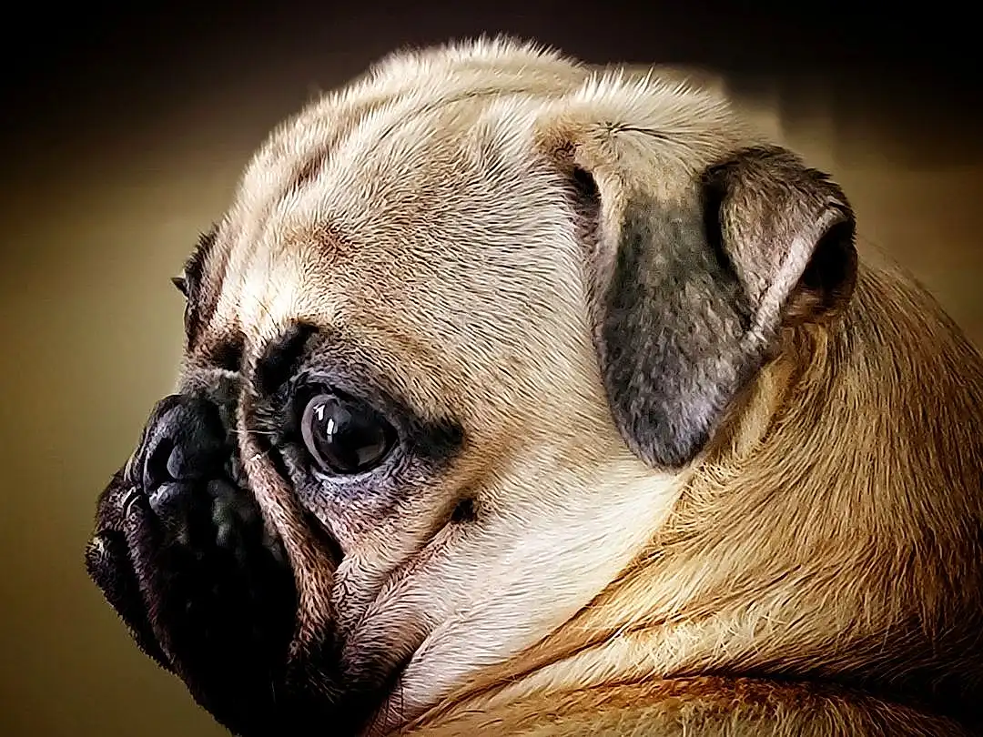 Head, Pug, Dog, Eyes, Dog breed, Carnivore, Human Body, Whiskers, Companion dog, Ear, Fawn, Wrinkle, Toy Dog, Terrestrial Animal, Snout, Close-up, Canidae, Furry friends