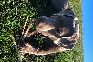Name Labrador Retriever Dog Krypto