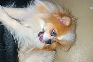 Pomeranian Dog Sassy