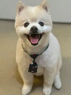 Name Pomeranian Dog Dior
