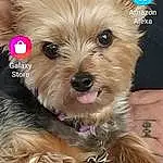 Dog, Dog breed, Carnivore, Companion dog, Dog Supply, Toy Dog, Snout, Liver, Font, Water Dog, Furry friends, Canidae, Working Animal, Pet Supply, Yorkipoo, Photo Caption, Recipe, Terrier, Biewer Terrier